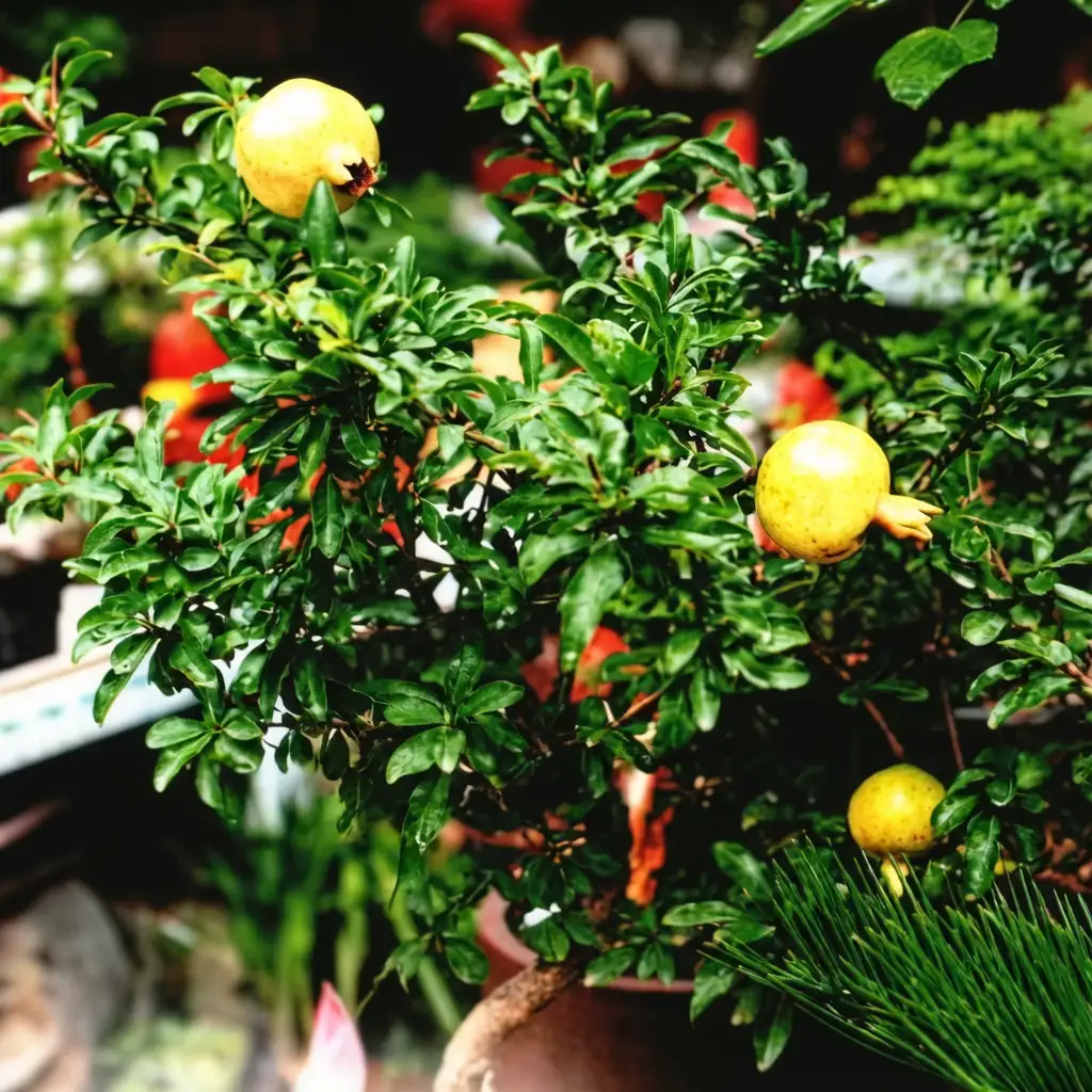 石榴 (Punica granatum) — 更多视角