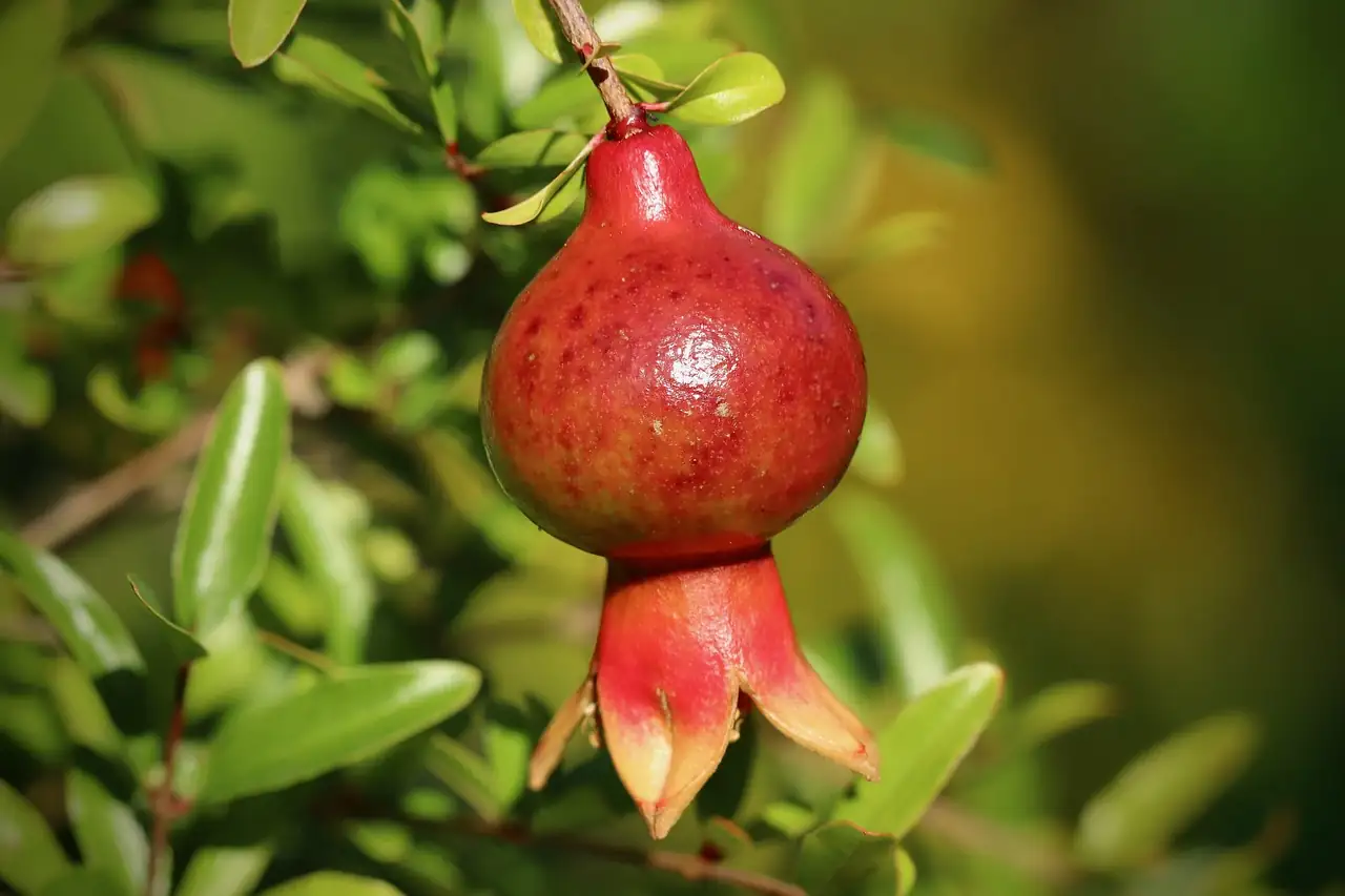 石榴 (Punica granatum) — 更多视角