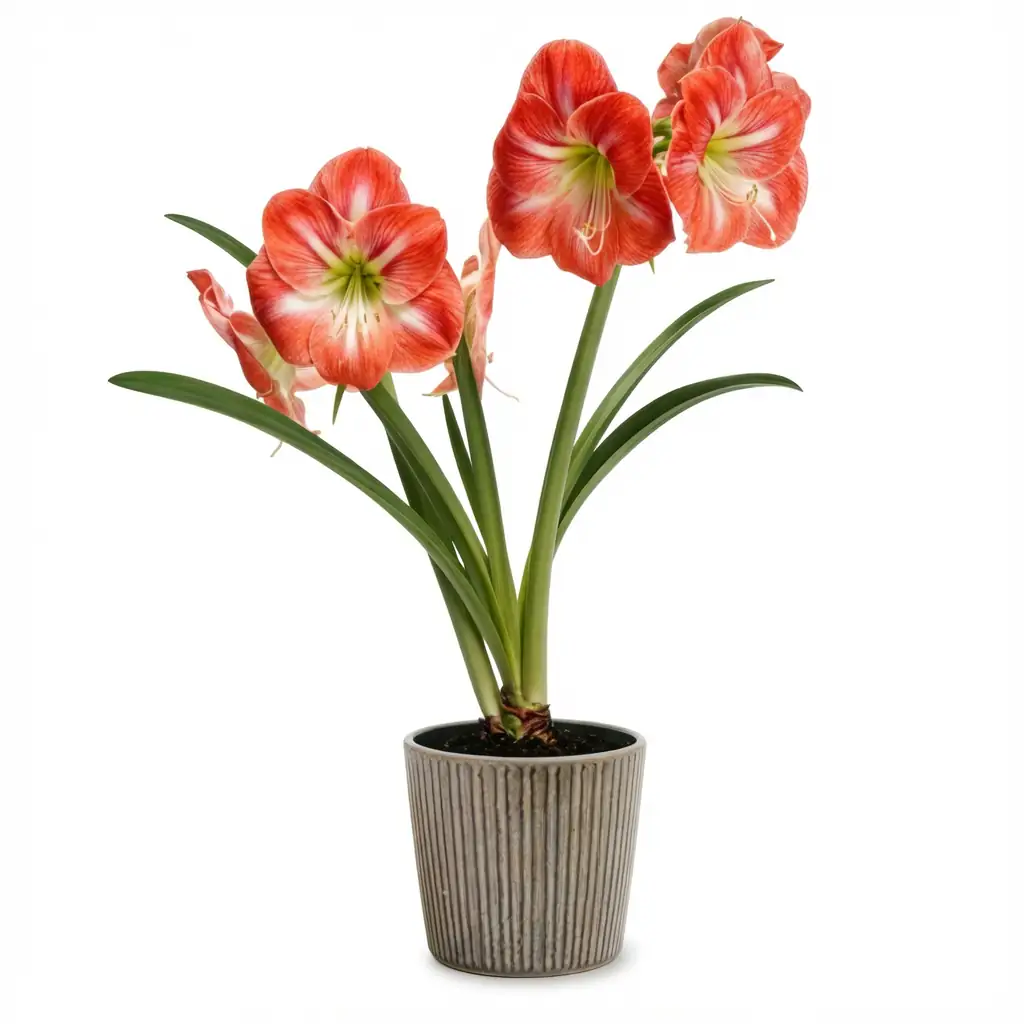 Amaryllis (Hippeastrum × hybridum (Hippeastrum hybrids; often sold as “amaryllis”)) — detalle