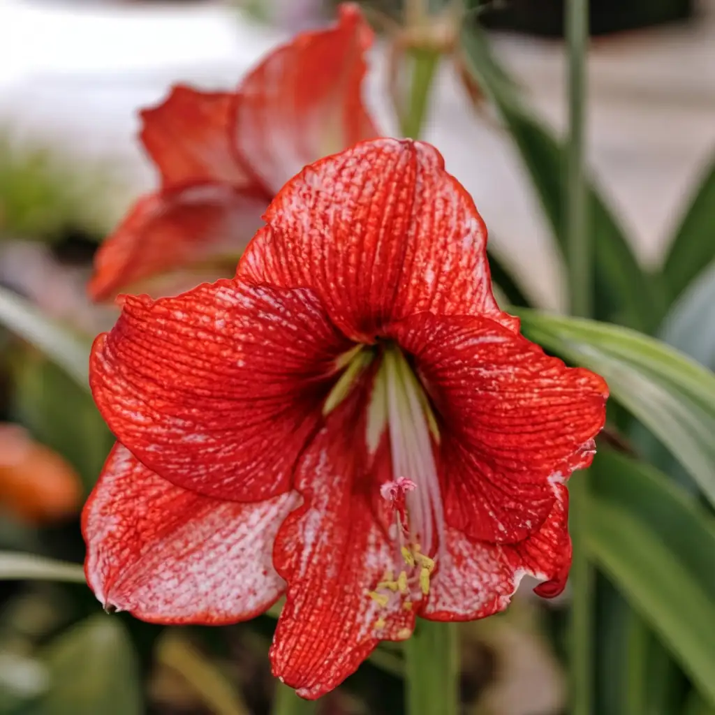 Amaryllis (Hippeastrum × hybridum (Hippeastrum hybrids; often sold as “amaryllis”)) — vista principal