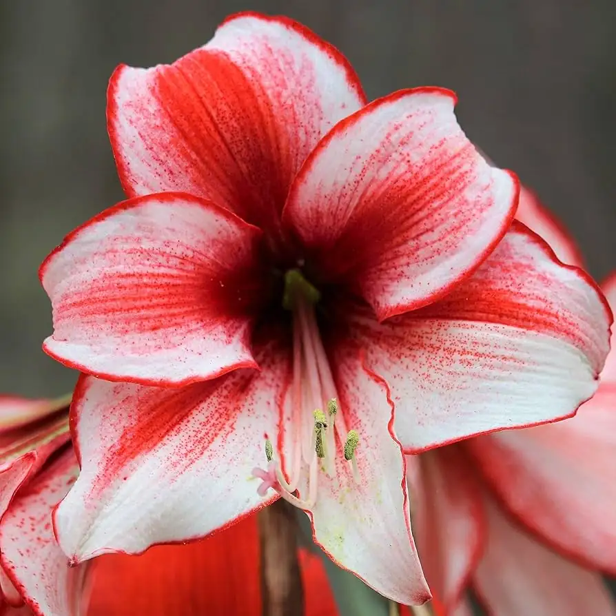 Amaryllis (Hippeastrum × hybridum (Hippeastrum hybrids; often sold as “amaryllis”)) — primer plano