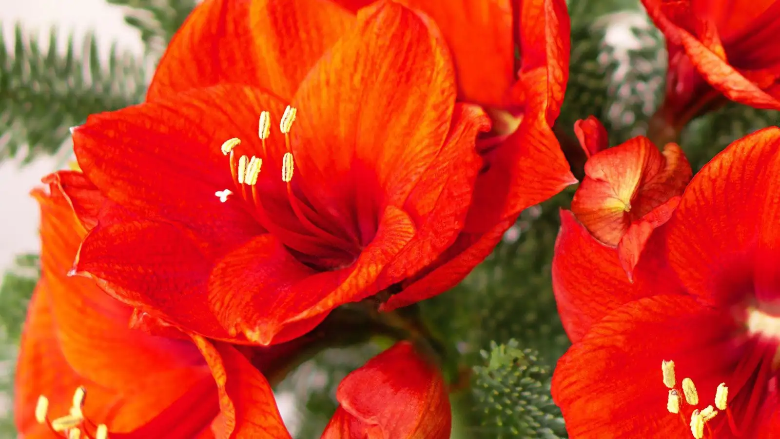 Amaryllis (Hippeastrum × hybridum (Hippeastrum hybrids; often sold as “amaryllis”)) — en ambiente
