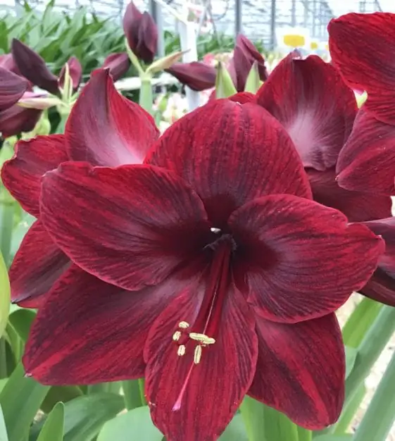 Amaryllis (Hippeastrum × hybridum (Hippeastrum hybrids; often sold as “amaryllis”)) — vista adicional