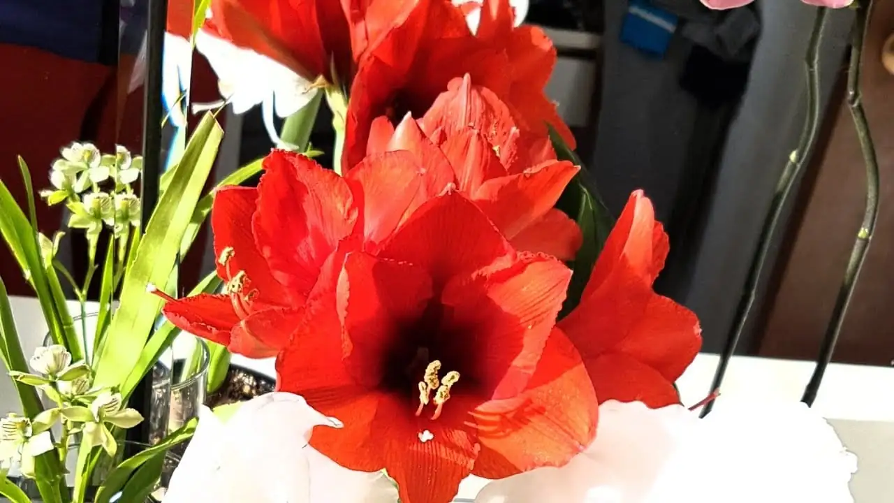 Amaryllis (Hippeastrum × hybridum (Hippeastrum hybrids; often sold as “amaryllis”)) — vista adicional