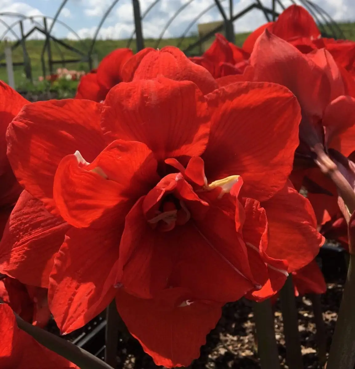 Amaryllis (Hippeastrum × hybridum (Hippeastrum hybrids; often sold as “amaryllis”)) — vista adicional