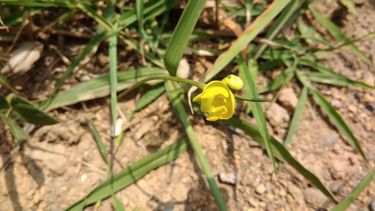 贼小豆 (Vigna minima) — 主图