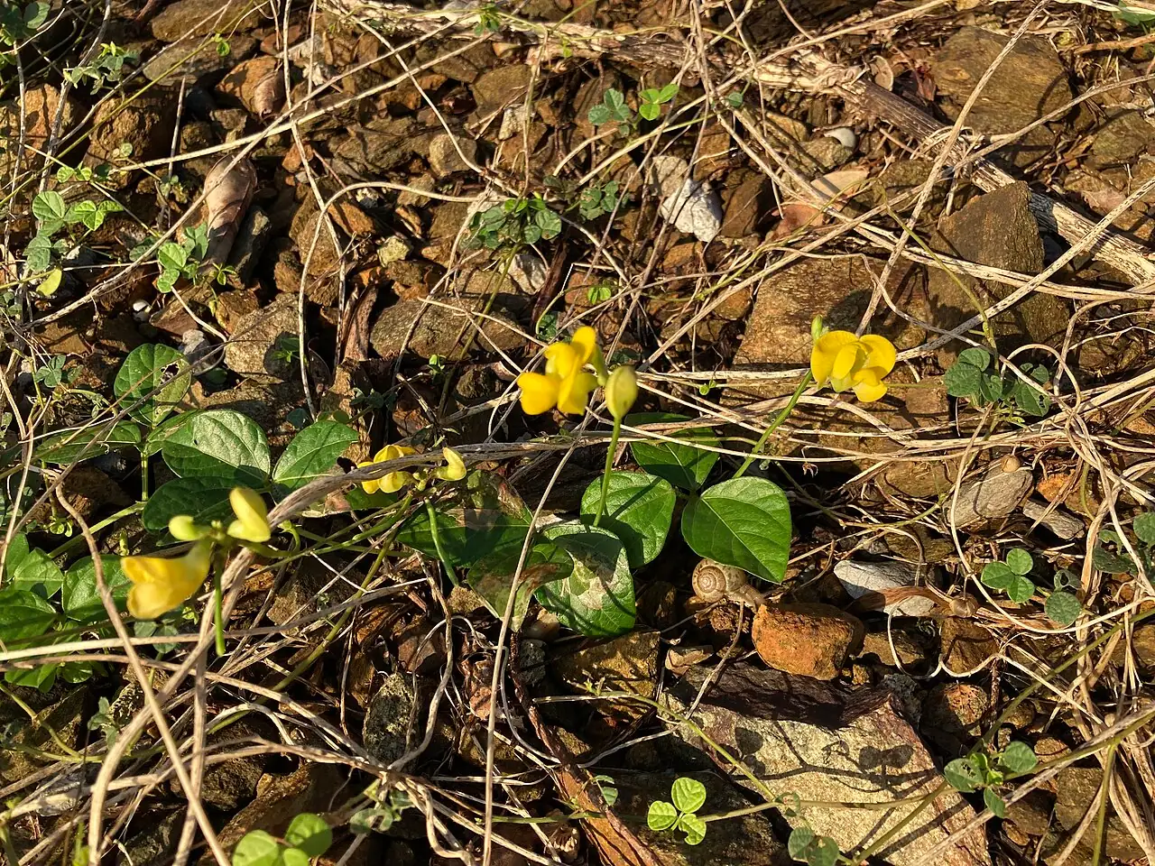 贼小豆 (Vigna minima) — 细节