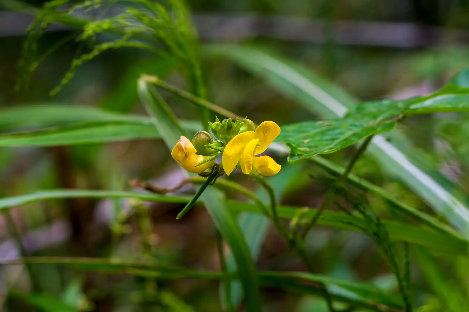 贼小豆 (Vigna minima) — 特写