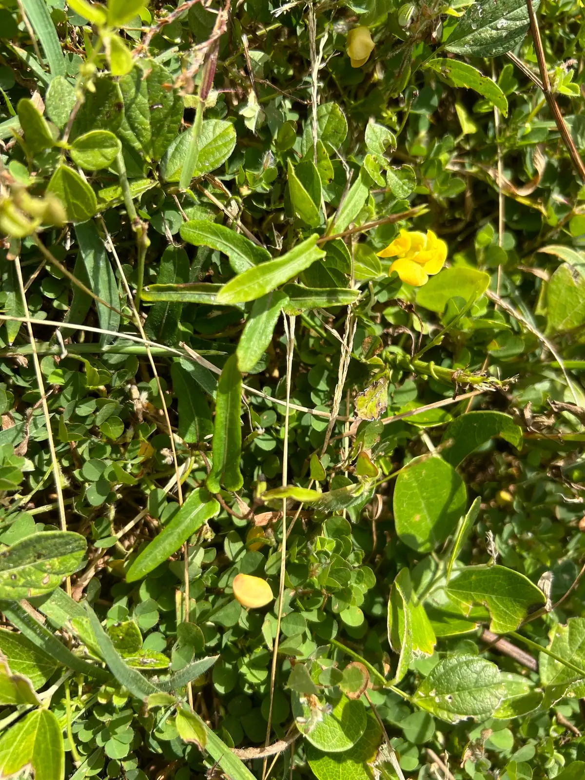 贼小豆 (Vigna minima) — 环境展示
