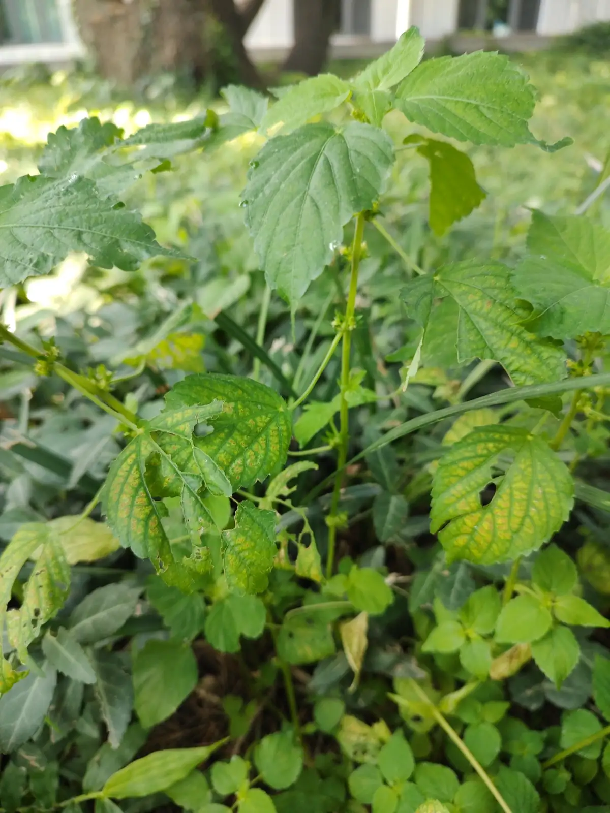 裂苞铁苋菜 (Acalypha brachystachya) — 特写