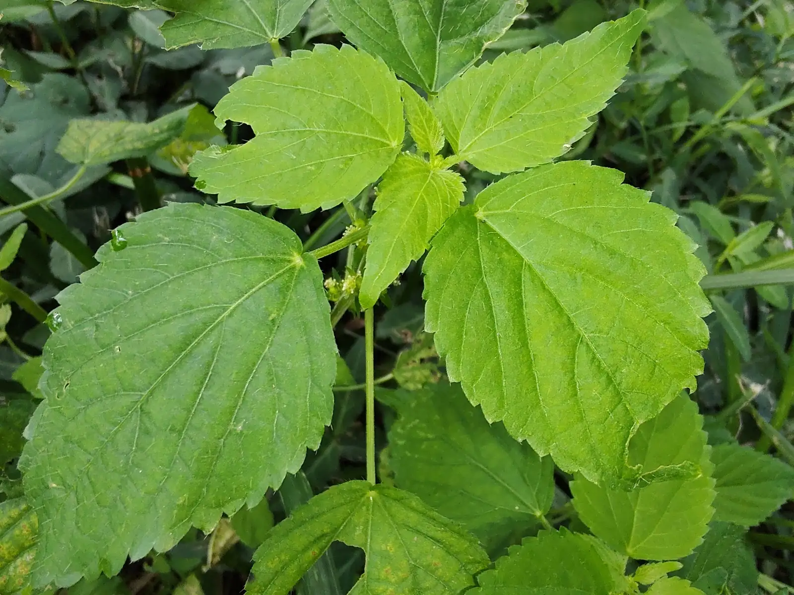 裂苞铁苋菜 (Acalypha brachystachya) — 环境展示
