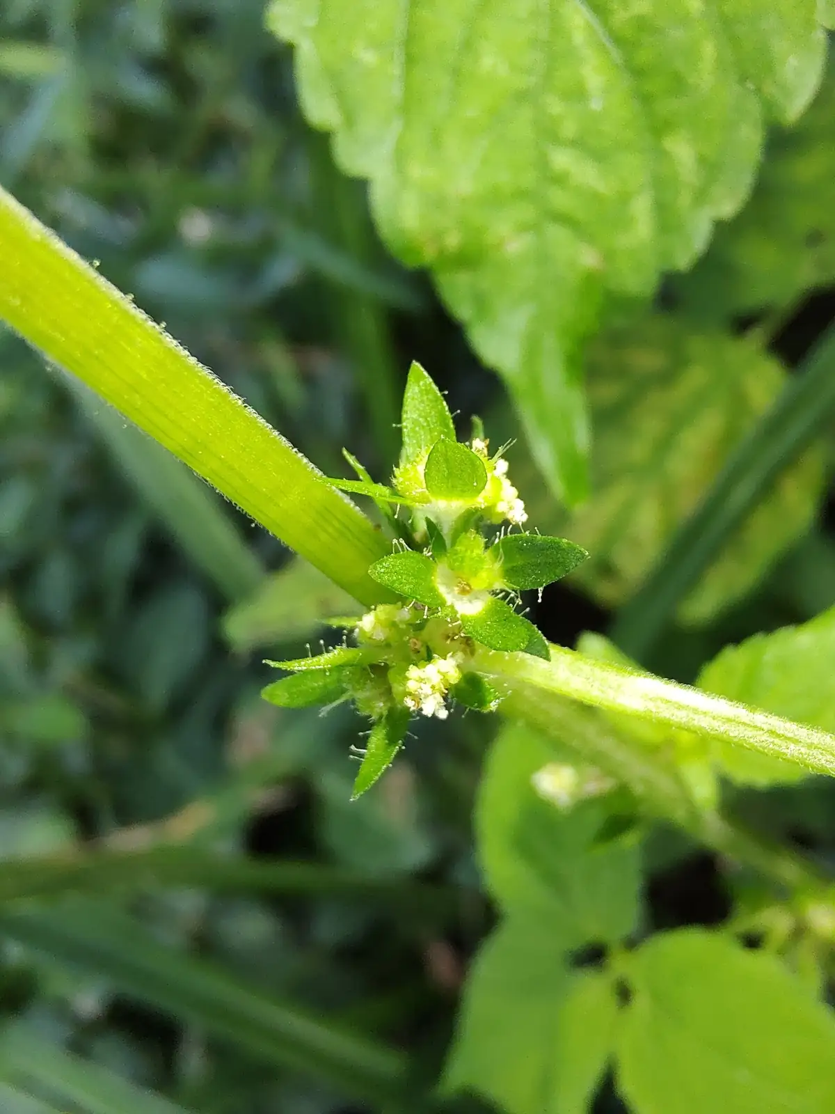裂苞铁苋菜 (Acalypha brachystachya) — 更多视角