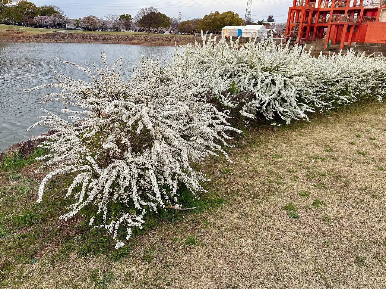 珍珠绣线菊 (Spiraea thunbergii) — 更多视角