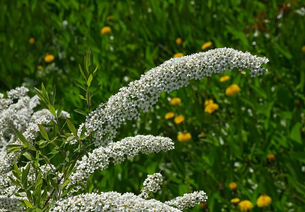 珍珠绣线菊 (Spiraea thunbergii) — 特写