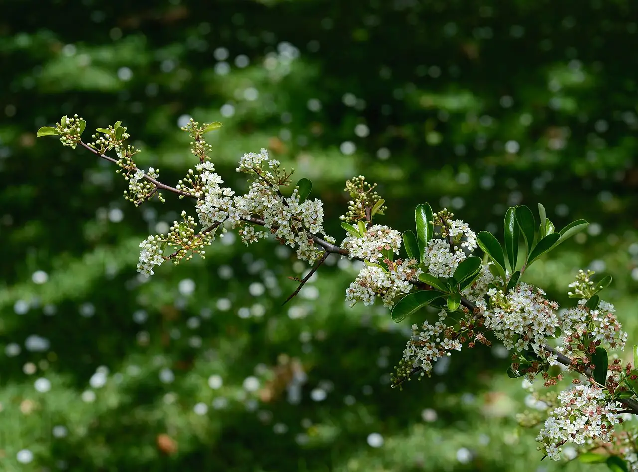 珍珠绣线菊 (Spiraea thunbergii) — 更多视角