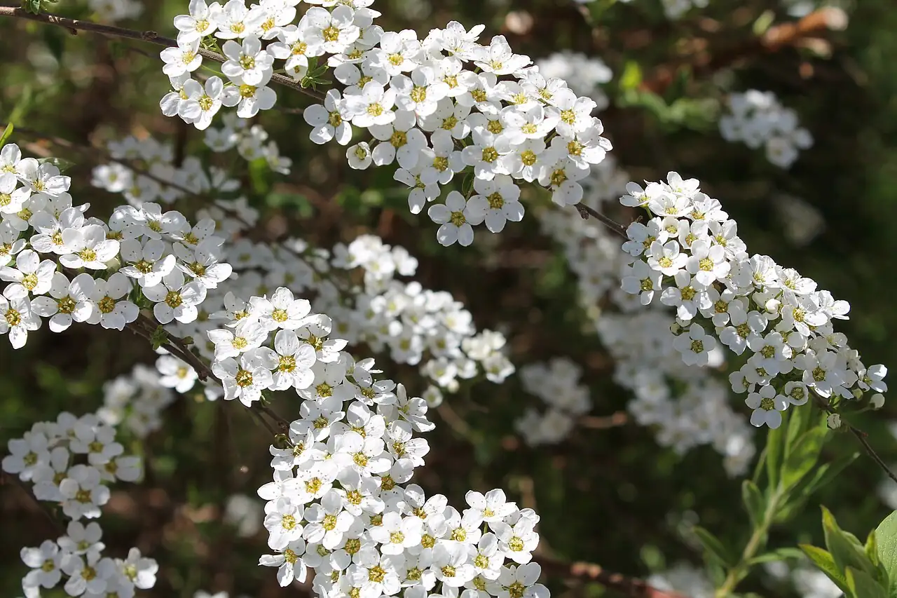 珍珠绣线菊 (Spiraea thunbergii) — 更多视角