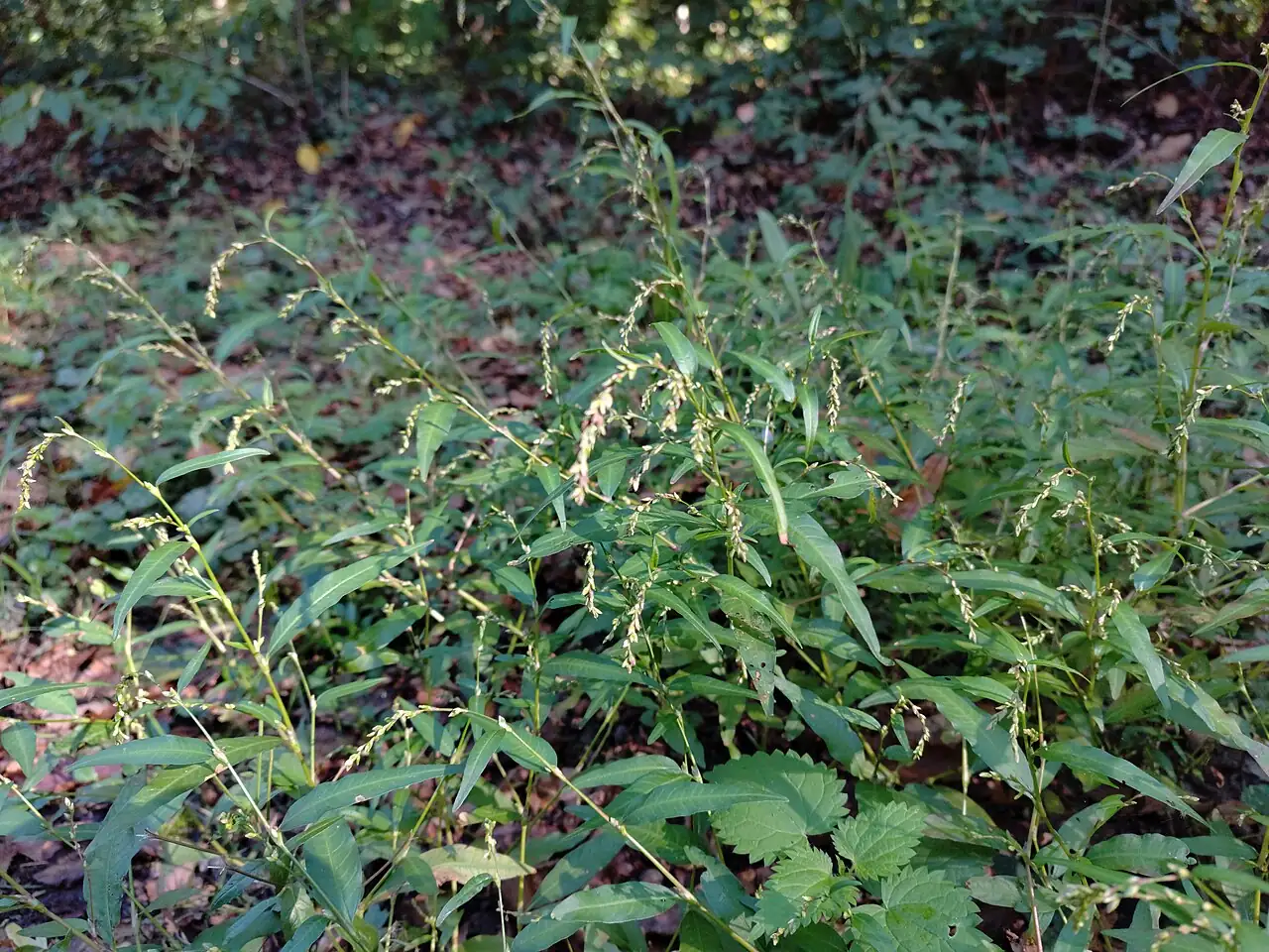 水蓼 (Persicaria hydropiper) — 环境展示