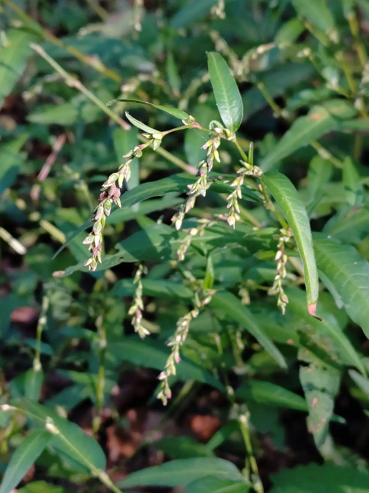 水蓼 (Persicaria hydropiper) — 更多视角