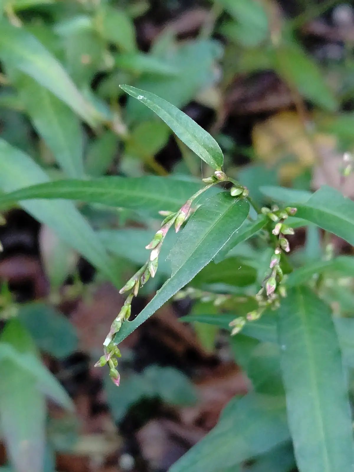 水蓼 (Persicaria hydropiper) — 主图
