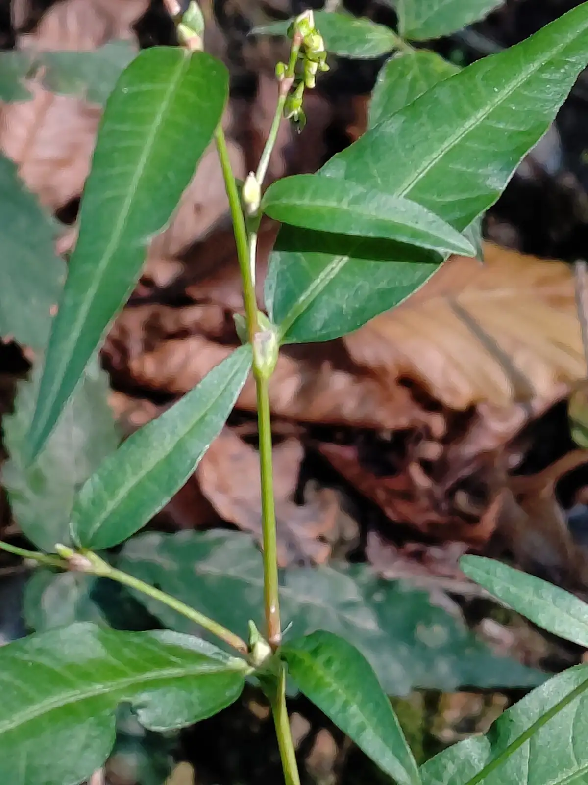 水蓼 (Persicaria hydropiper) — 更多视角