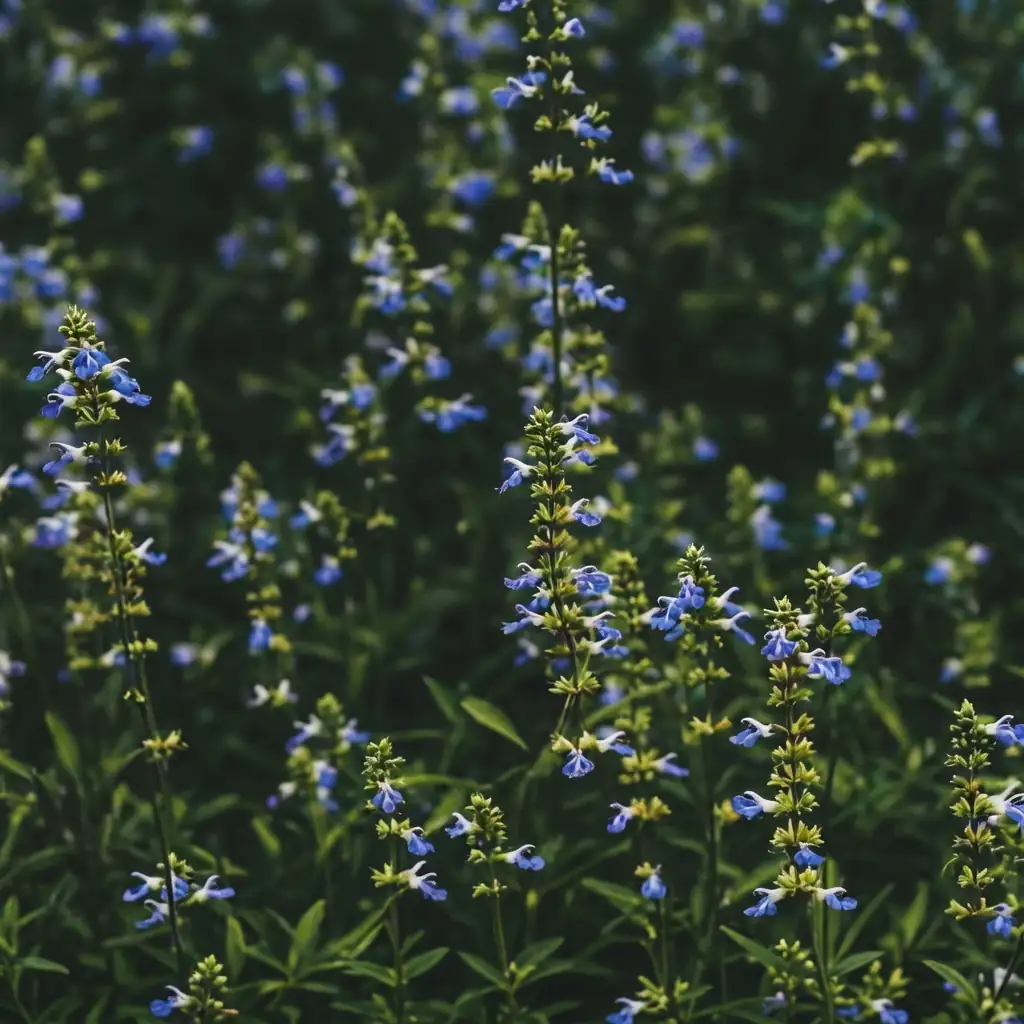 天蓝鼠尾草 (Salvia uliginosa) — 细节