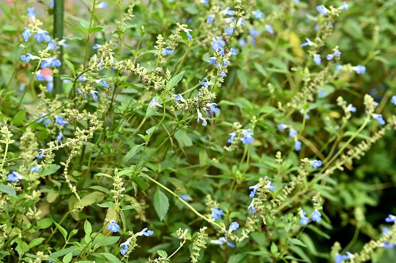天蓝鼠尾草 (Salvia uliginosa) — 环境展示