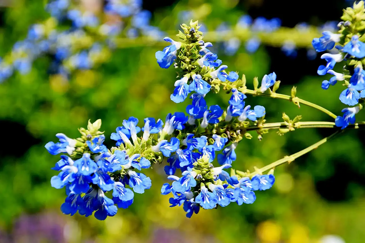 天蓝鼠尾草 (Salvia uliginosa) — 更多视角