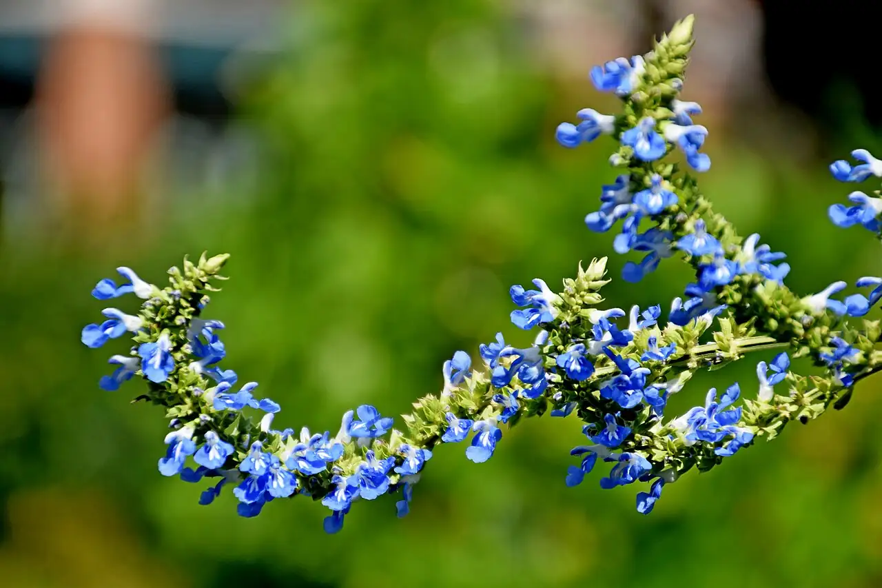 天蓝鼠尾草 (Salvia uliginosa) — 更多视角