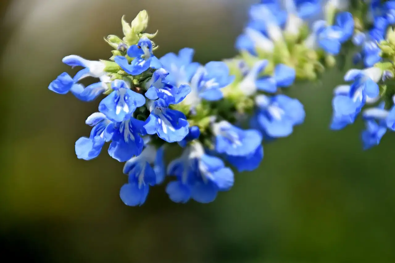 天蓝鼠尾草 (Salvia uliginosa) — 更多视角