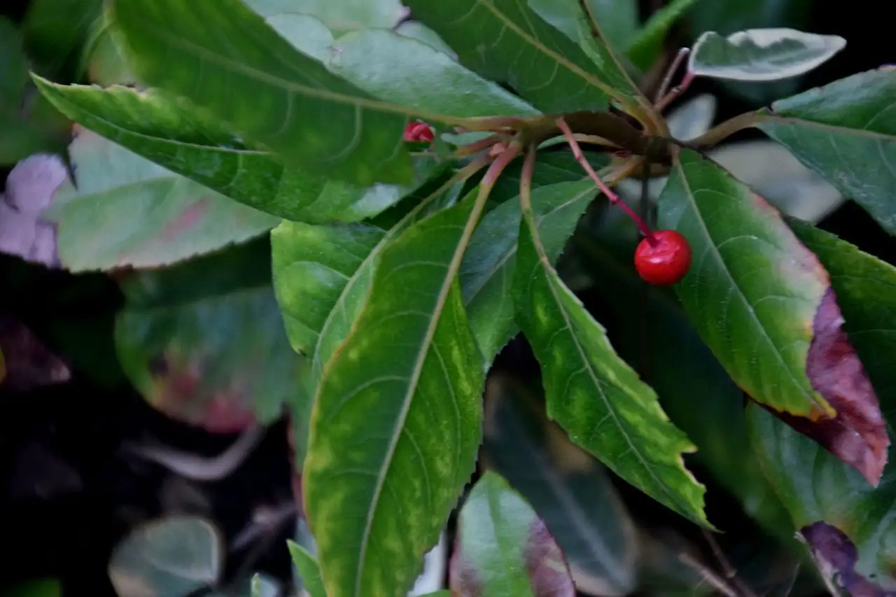 紫金牛 (Ardisia japonica) — 特写
