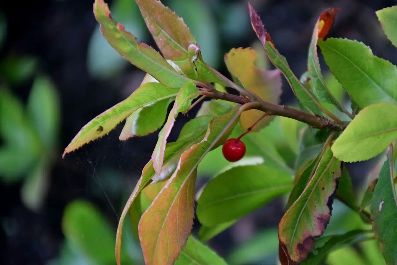 紫金牛 (Ardisia japonica) — 环境展示
