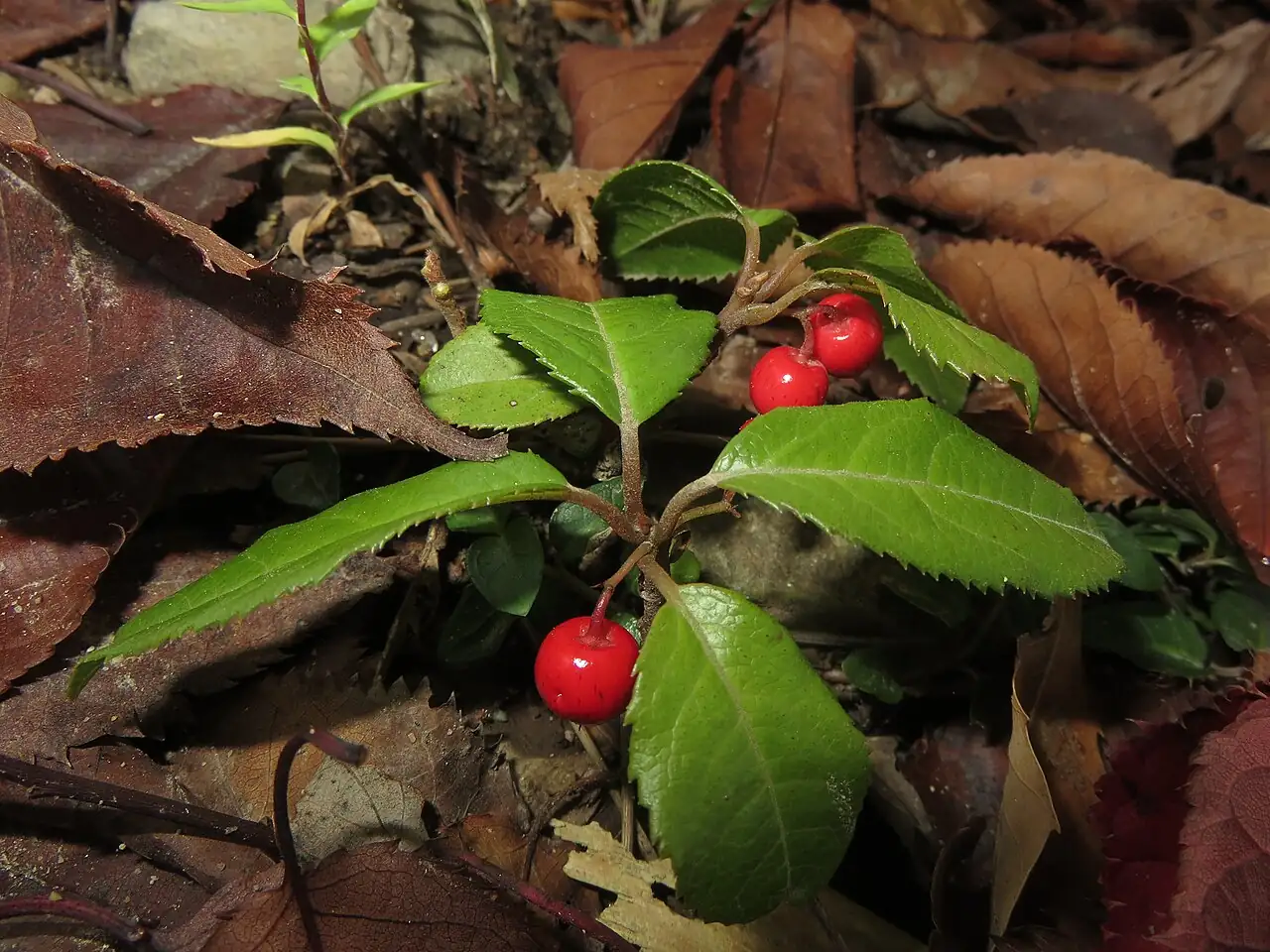 紫金牛 (Ardisia japonica) — 更多视角