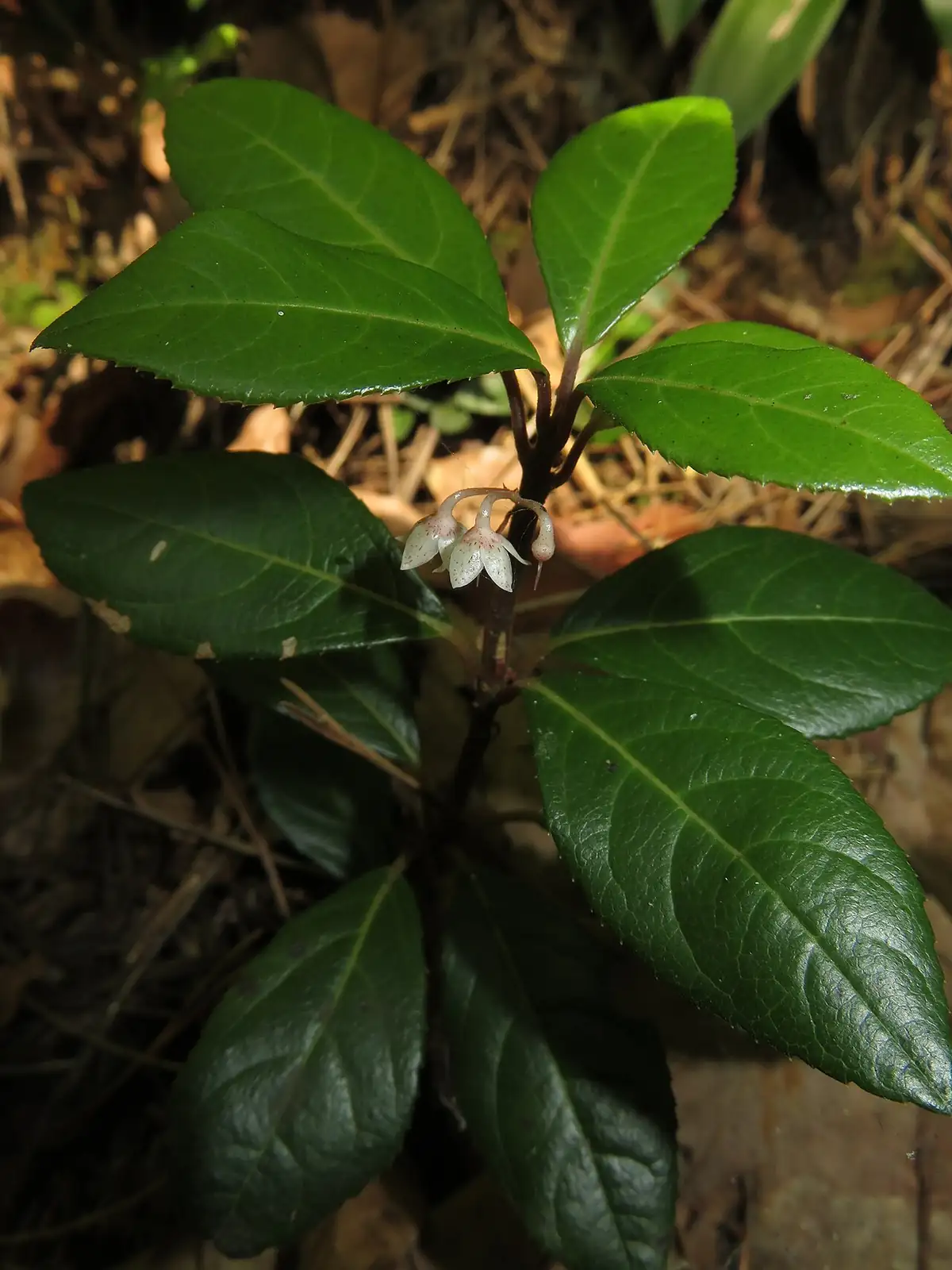 紫金牛 (Ardisia japonica) — 更多视角