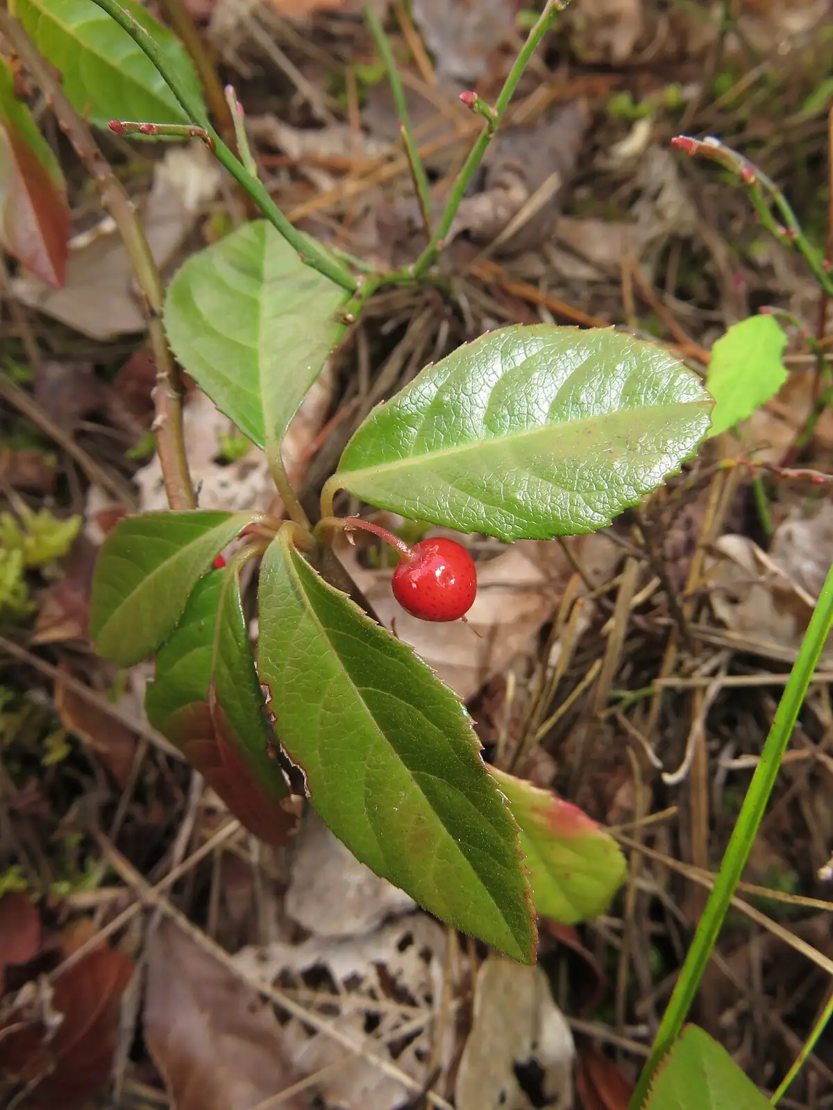 紫金牛 (Ardisia japonica) — 更多视角
