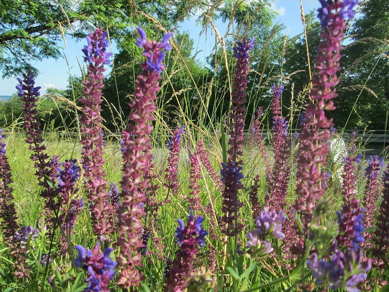 林荫鼠尾草 (Salvia nemorosa) — 环境展示