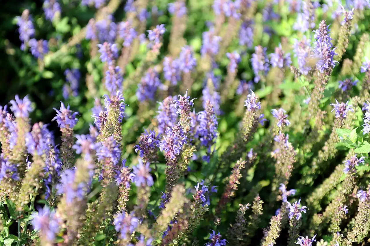 林荫鼠尾草 (Salvia nemorosa) — 特写