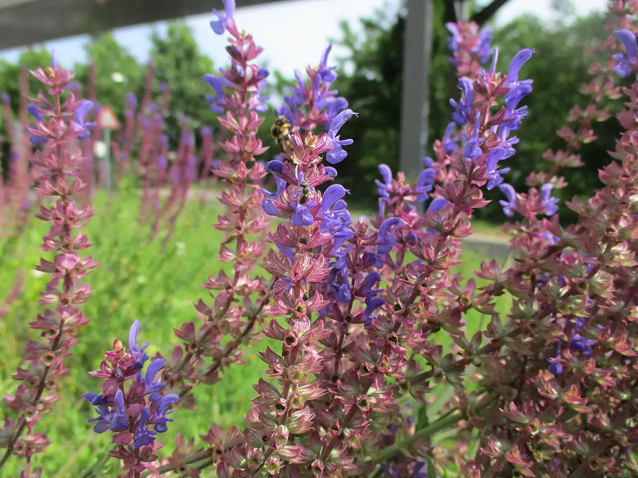 林荫鼠尾草 (Salvia nemorosa) — 更多视角