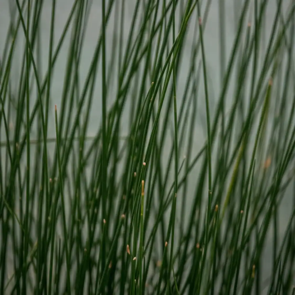 水葱 (Schoenoplectus tabernaemontani) — 特写