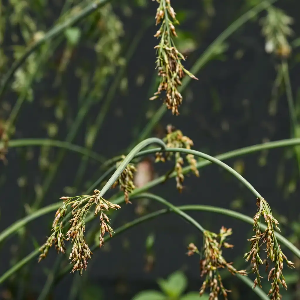 水葱 (Schoenoplectus tabernaemontani) — 环境展示