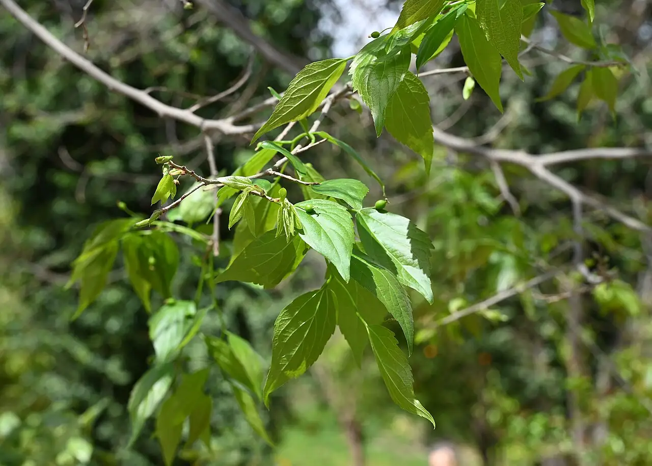 珊瑚朴 (Celtis julianae) — 环境展示