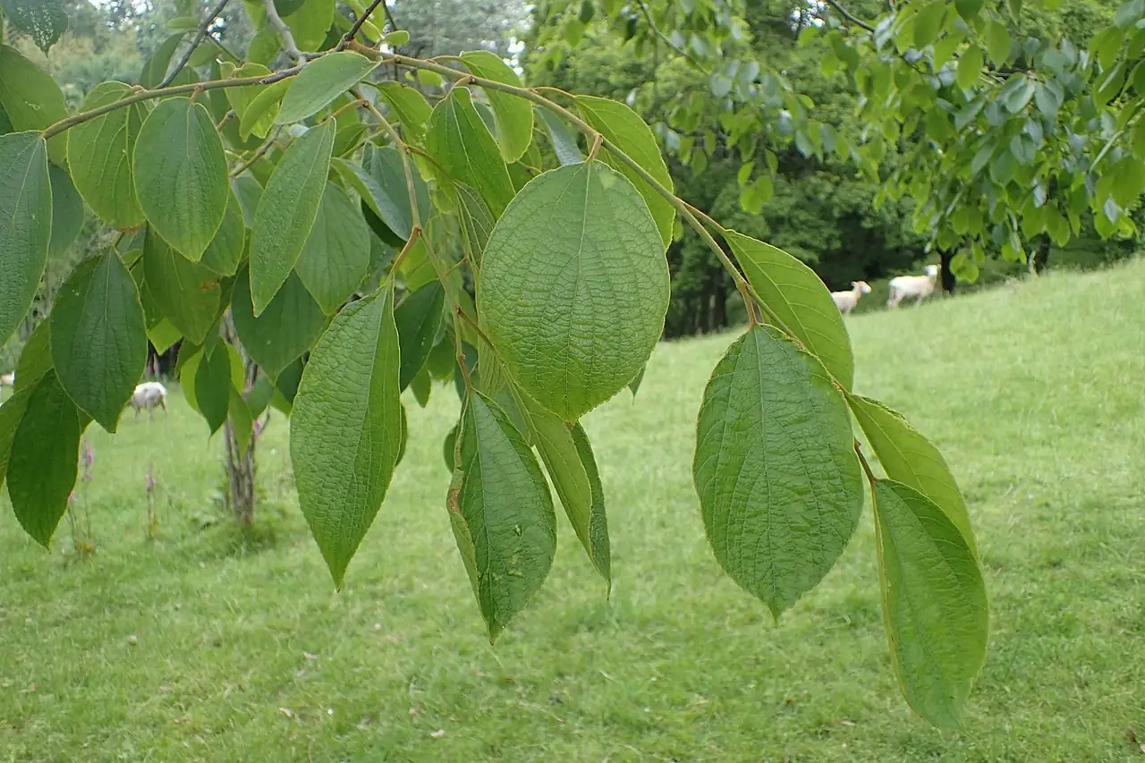 珊瑚朴 (Celtis julianae) — 更多视角
