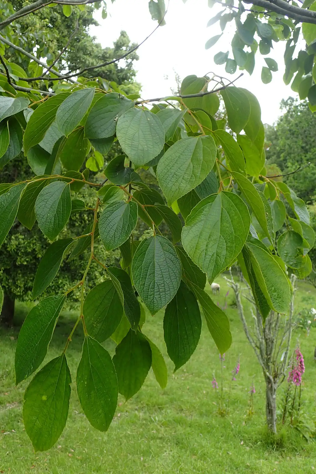 珊瑚朴 (Celtis julianae) — 更多视角