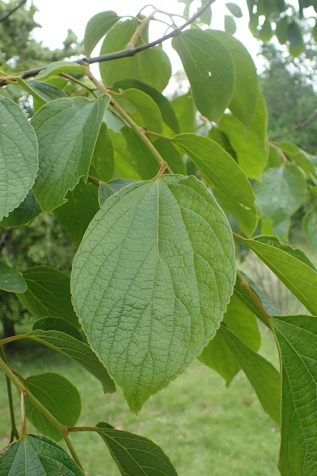 珊瑚朴 (Celtis julianae) — 更多视角