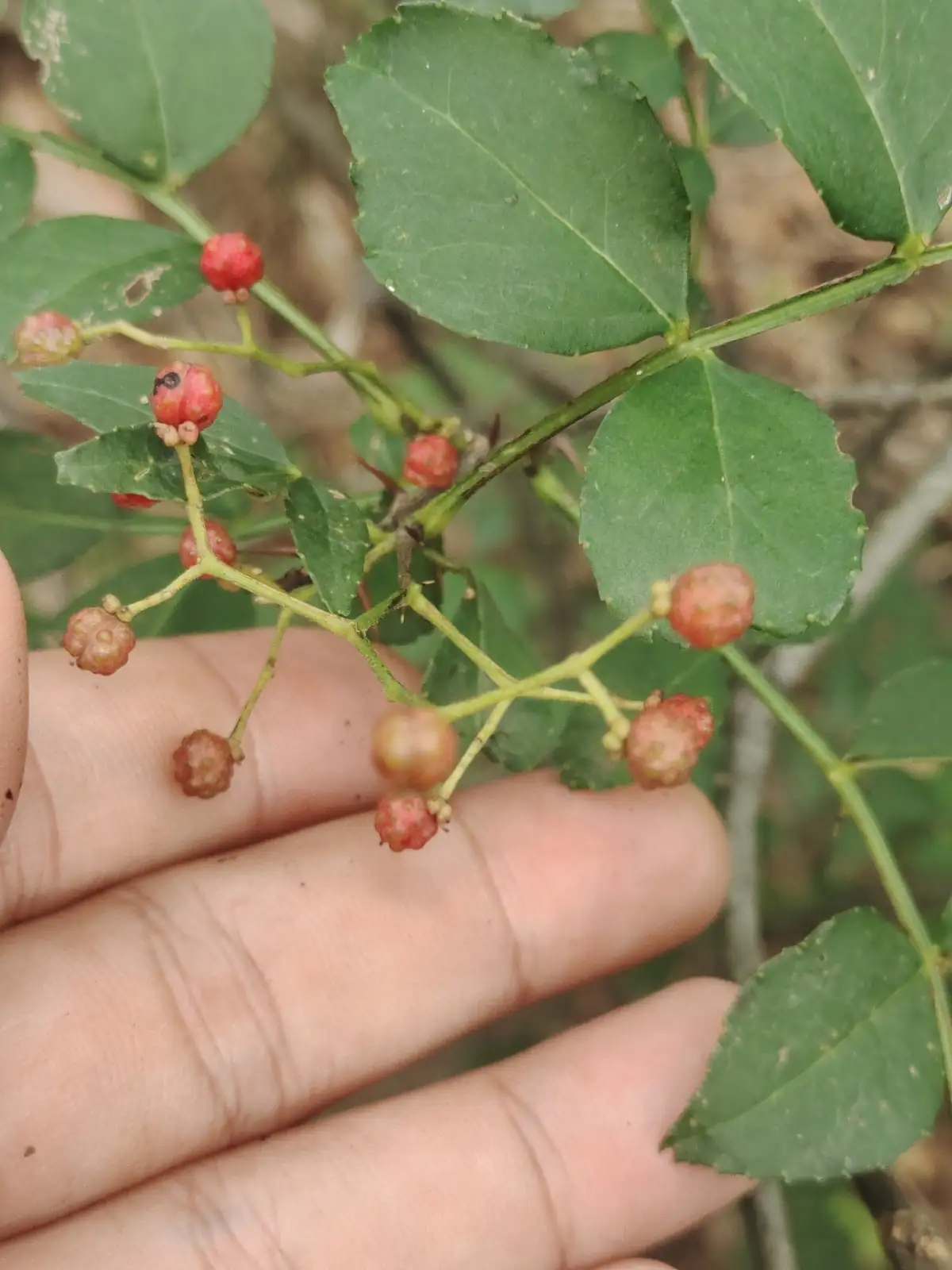 花椒 (Zanthoxylum bungeanum) — 特写