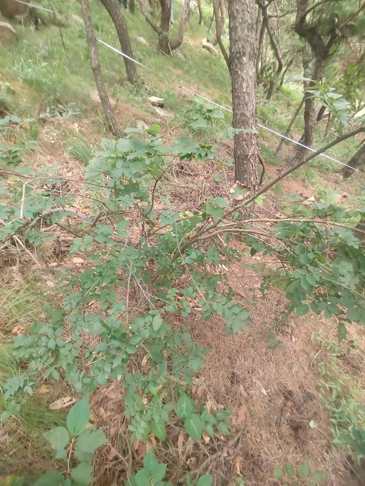 花椒 (Zanthoxylum bungeanum) — 环境展示