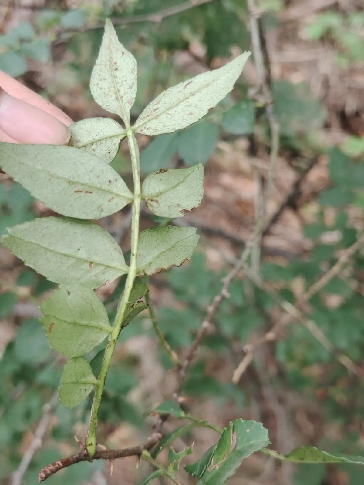 花椒 (Zanthoxylum bungeanum) — 更多视角
