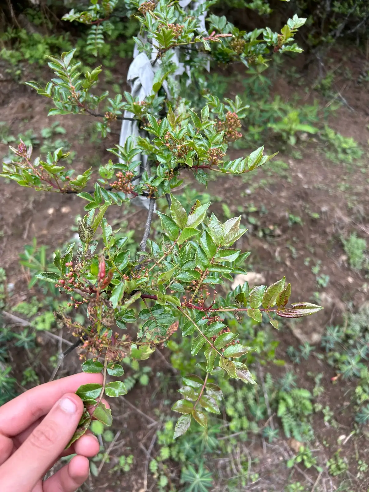 花椒 (Zanthoxylum bungeanum) — 更多视角