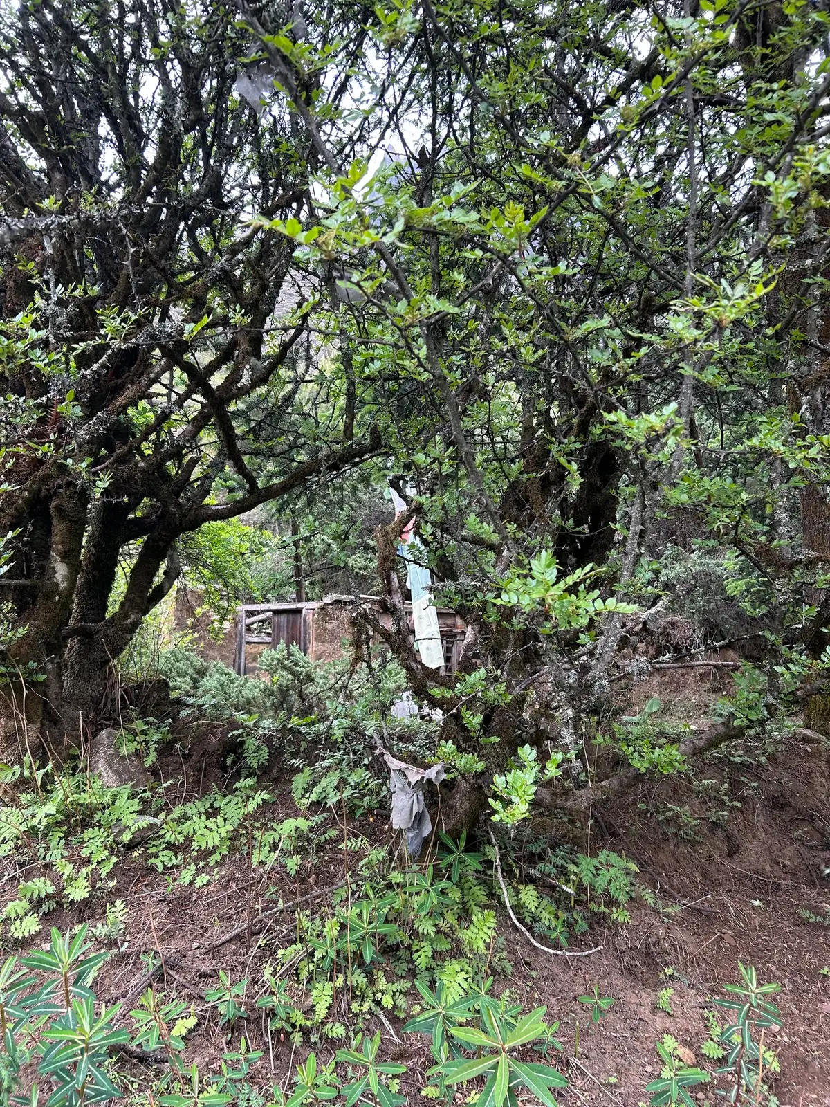花椒 (Zanthoxylum bungeanum) — 更多视角