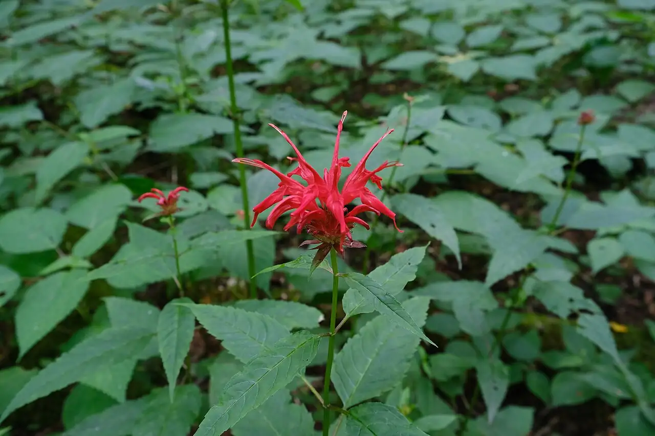 美国薄荷 (Monarda didyma) — 更多视角
