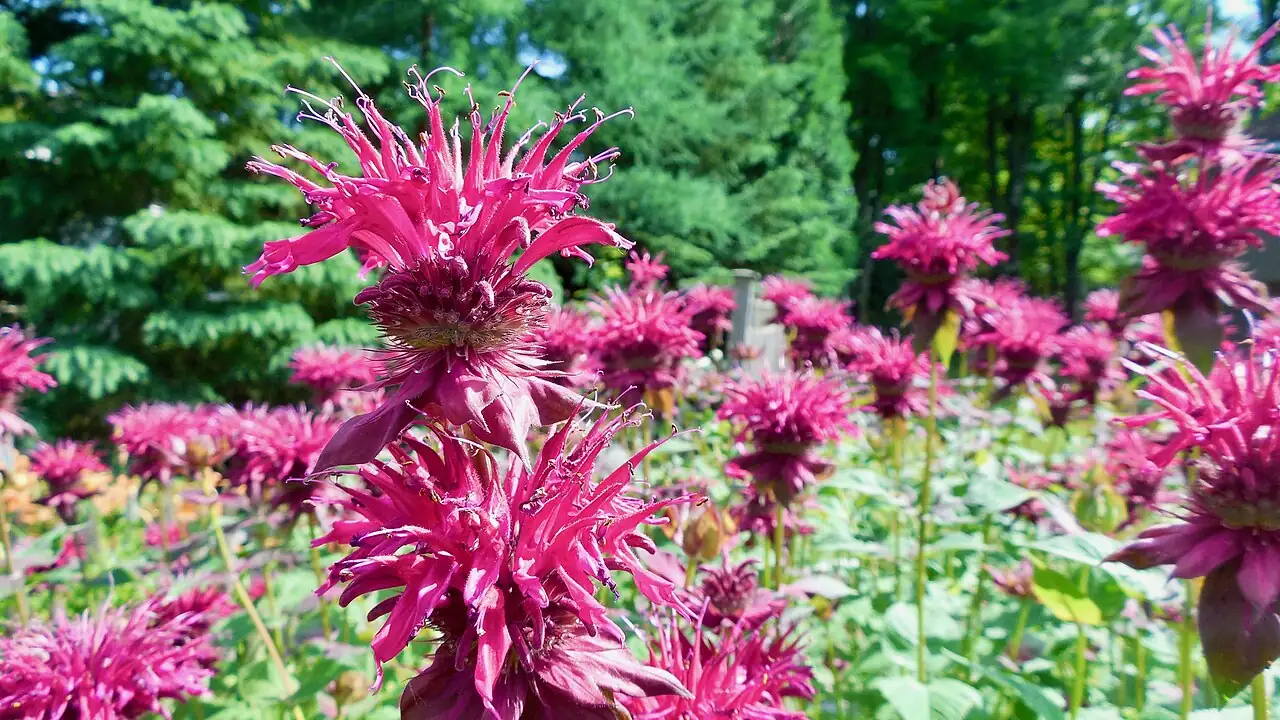 美国薄荷 (Monarda didyma) — 主图